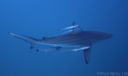 Oceanic blacktip, Aliwal shoal, South Africa by Phil Wills 